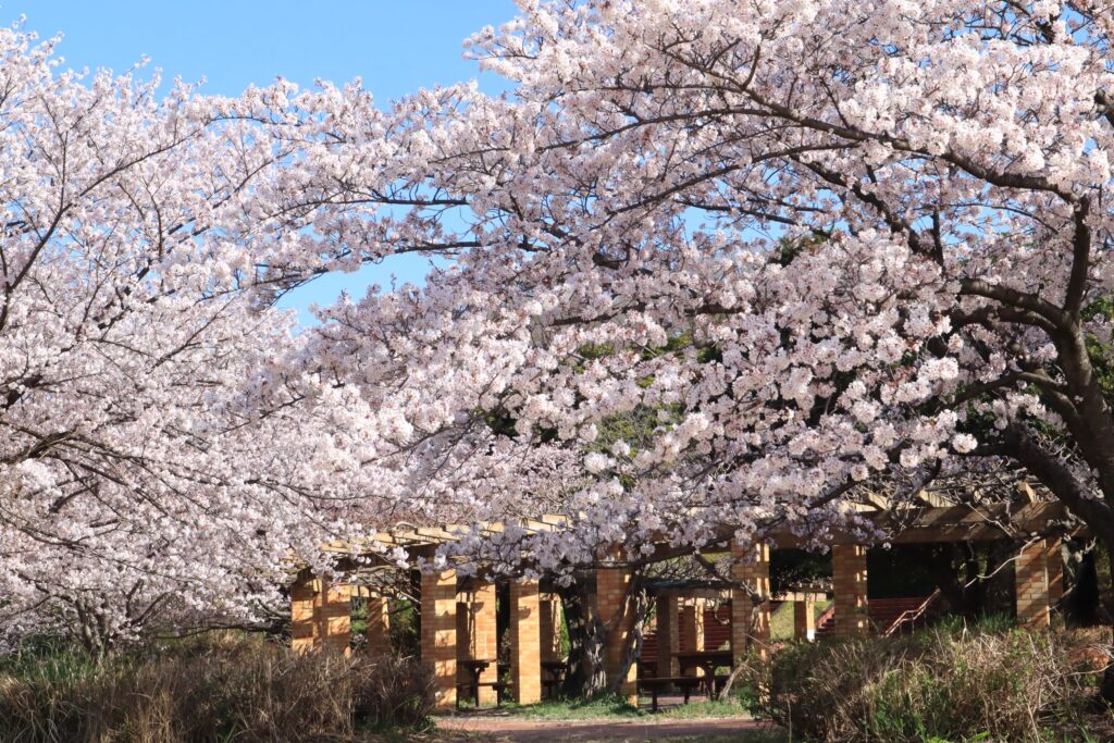 さくらの園