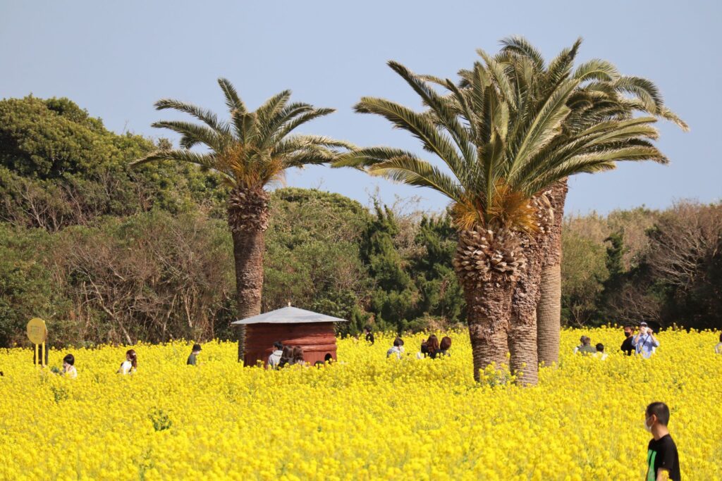 渥美半島 菜の花畑