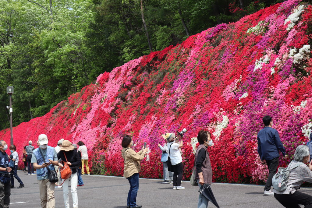 豊田 シバザクラ